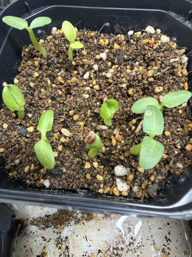 Pachypodium rosulatum var. gracilius (パキポディウム グラキリス)