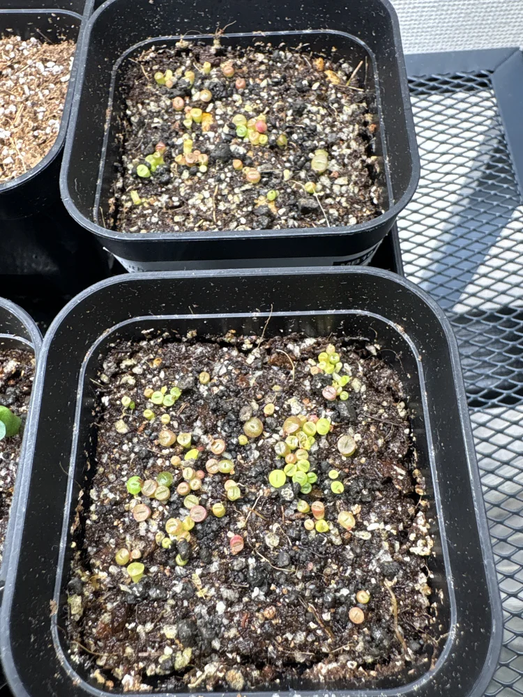 リトープス ミックス Lithops Mix Seeds｜多肉植物 初心者向け 発芽しやすい