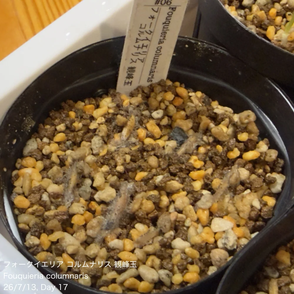 Fouquieria columnaris (フォークイエリア コルムナリス 観峰玉)