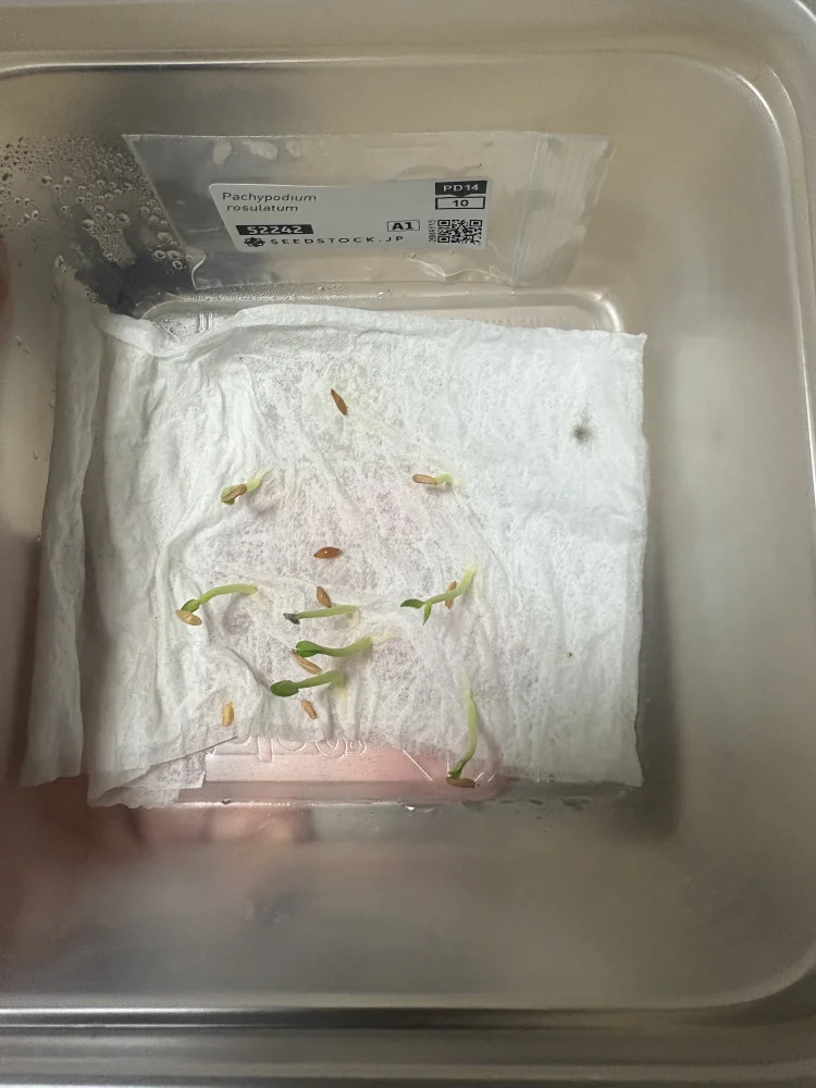 Pachypodium rosulatum var. inopinatum ([プレゼント種子 3月22日まで] パキポディウム イノピナツム)