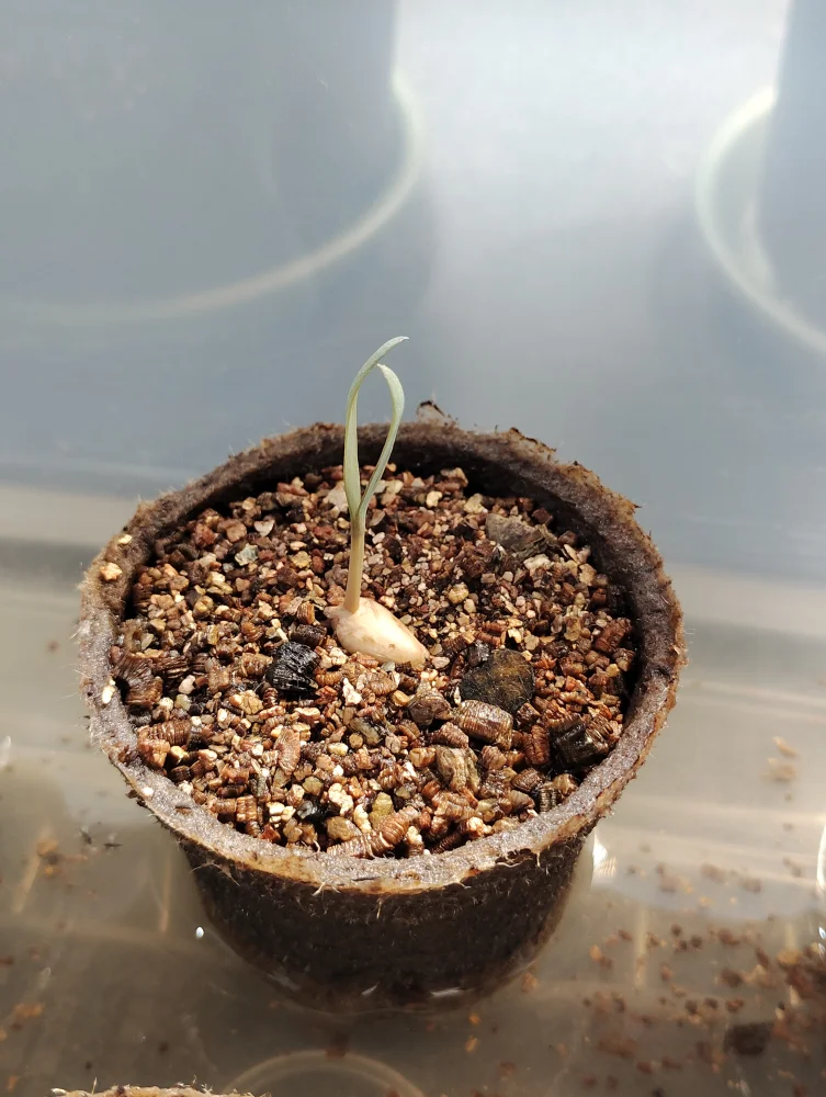 Welwitschia mirabilis (ウェルウィッチア ミラビリス 奇想天外)