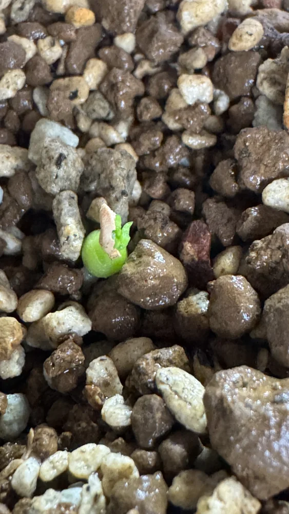 Pachypodium enigmaticum (パキポディウム エニグマチカム)