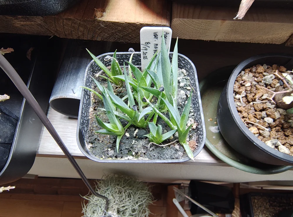 Agave utahensis var. nevadensis 'Compacta' (アガベ ネバデンシス コンパクタ)