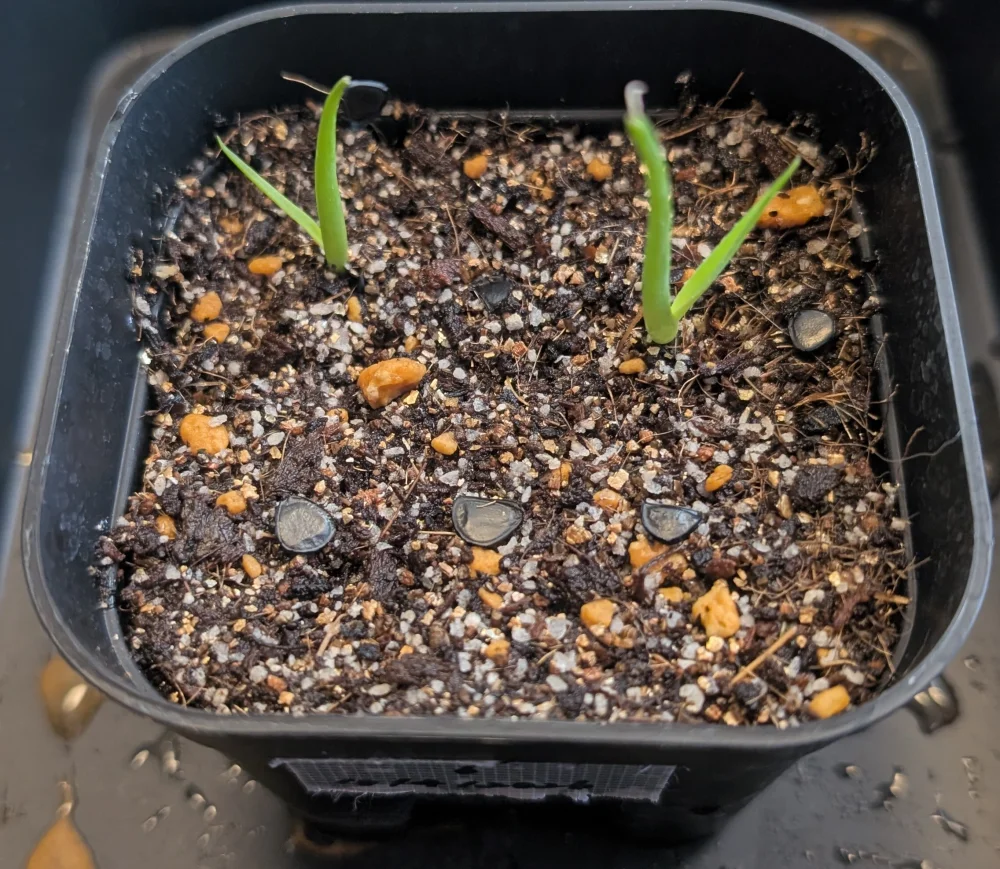 Agave cerulata subsp. cerulata (アガベ セルラータ)