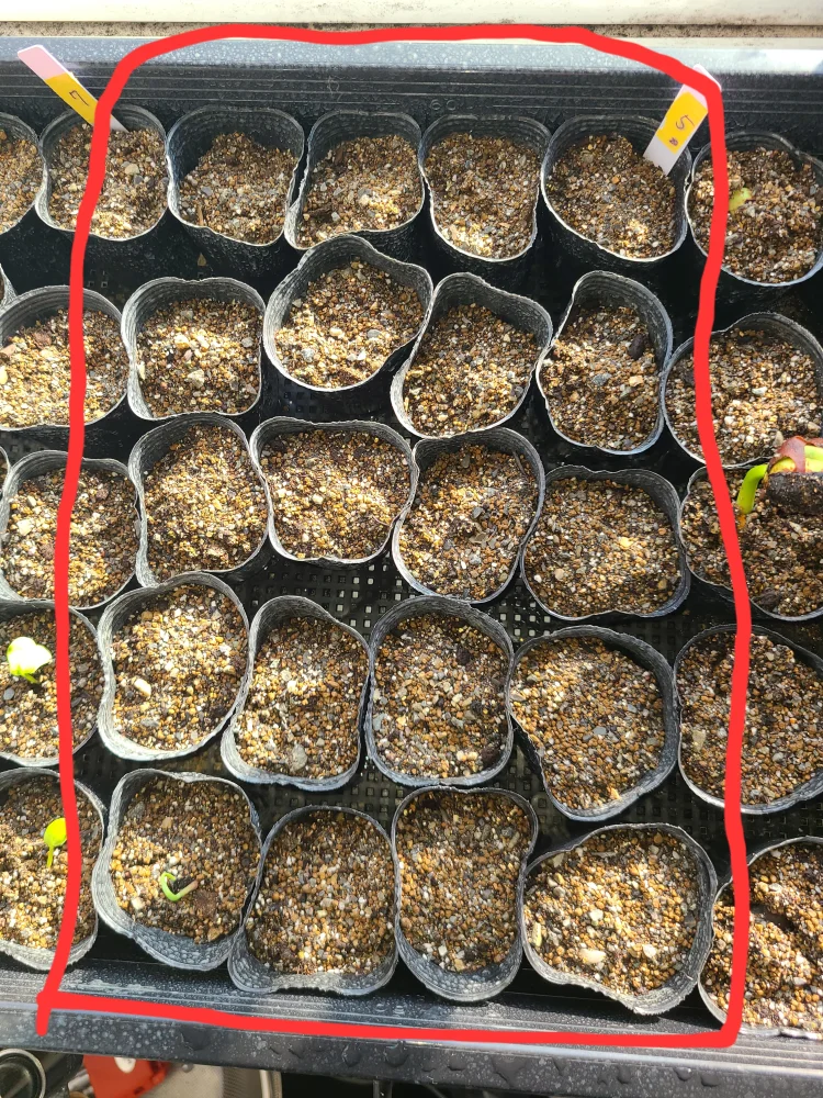 Agave ([プレゼント種子])