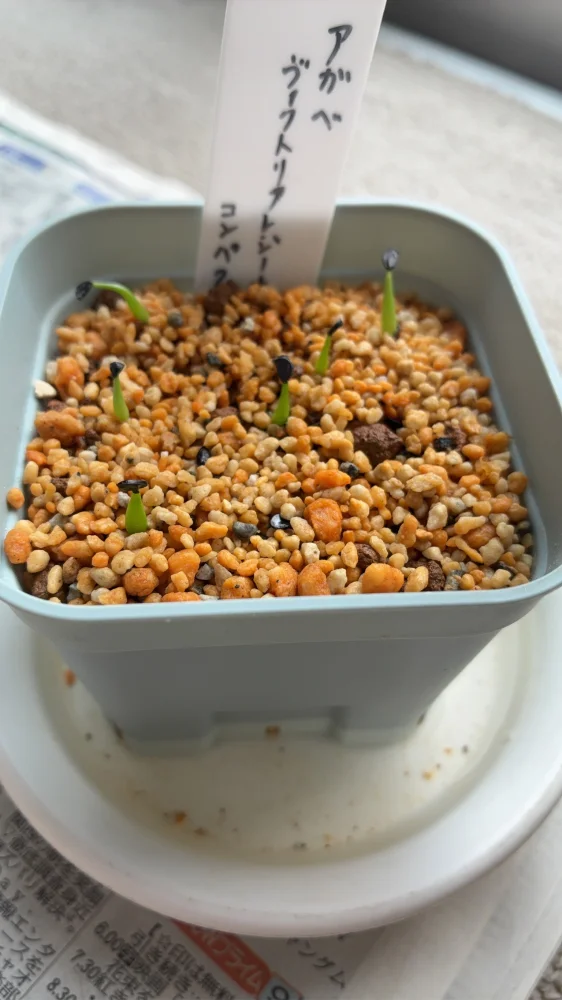 Agave victoriae-reginae var. compact (アガベ ビクトリアレジーナコンパクト)