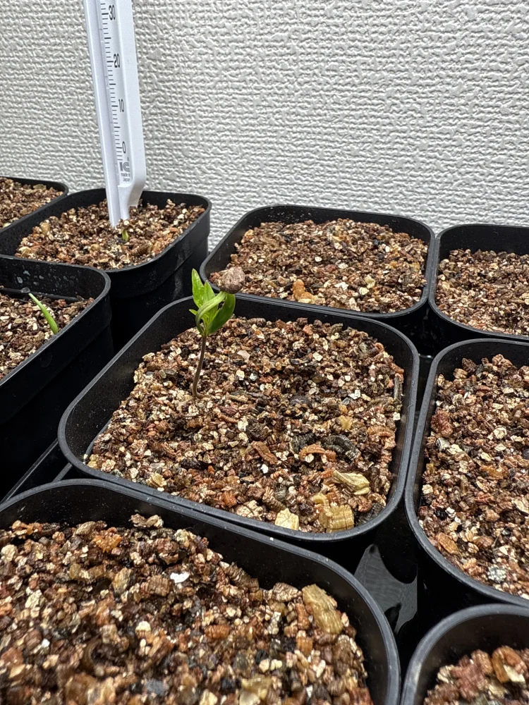 オペルクリカリアパキプス