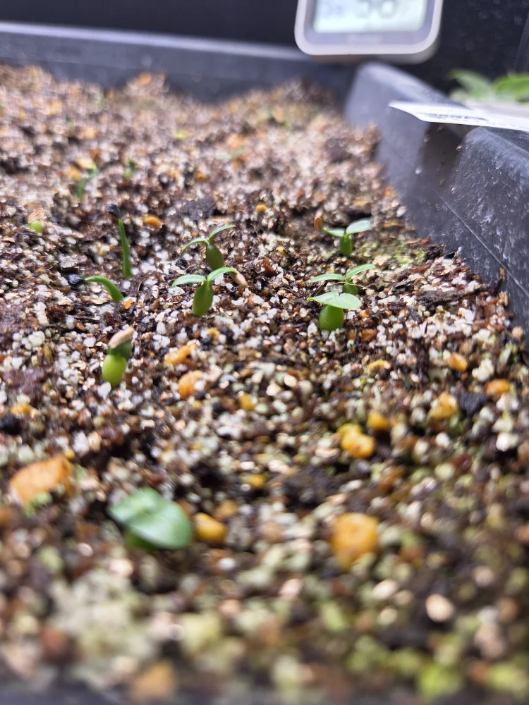 Pachypodium rosulatum var. inopinatum ([プレゼント種子 3月22日まで] パキポディウム イノピナツム)