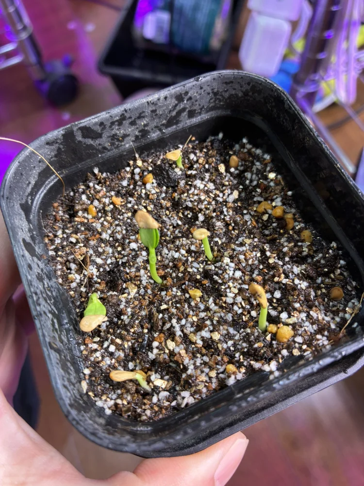 Pachypodium windsorii (パキポディウム ウィンゾリー)