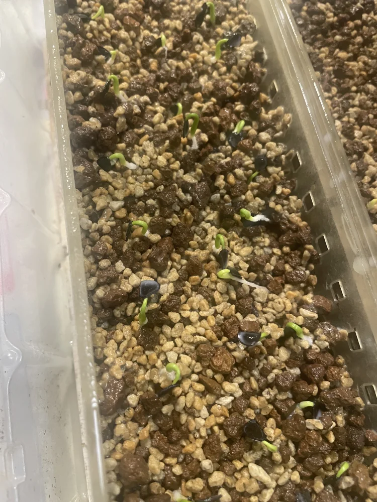 Agave parryi ssp. parryi ([少量追加:タネの日プレゼント] アガベ パリー)