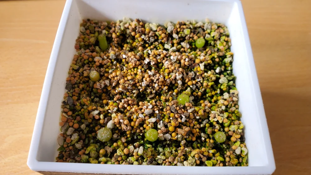 Lophophora diffusa (ロフォフォラ 翠冠玉)