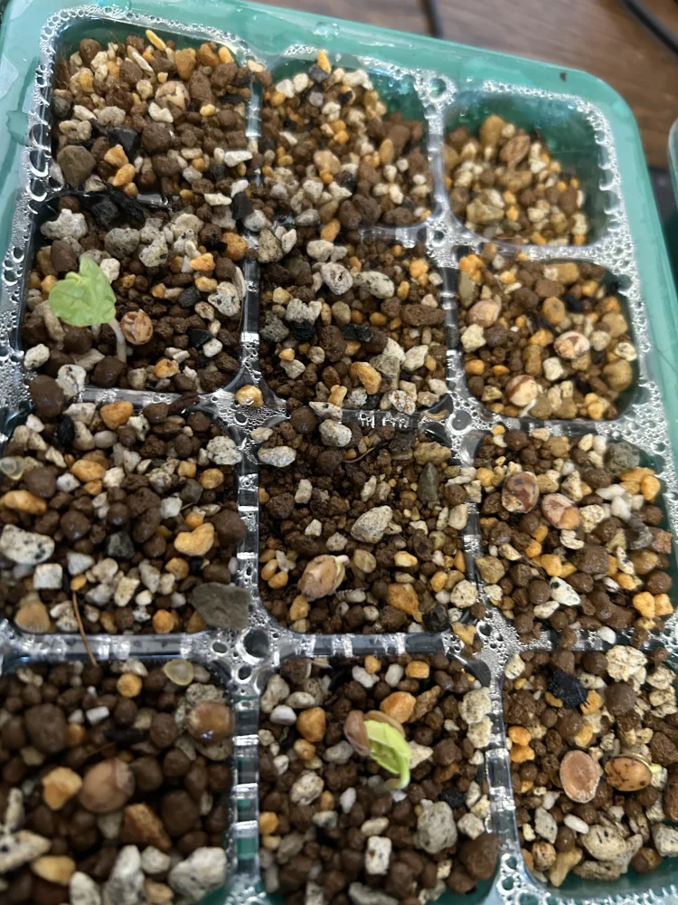 sp. Commiphora sp. (コミフォラ)