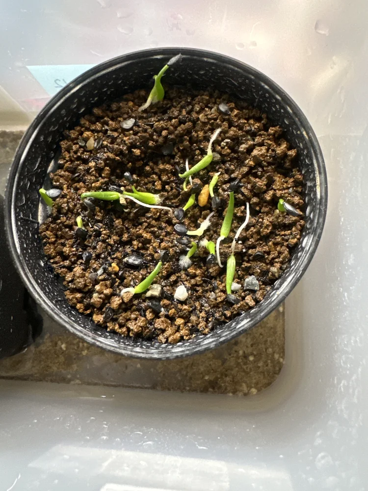 Agave utahensis ssp. utahensis Compacta (アガベ ユタエンシスコンパクタ)