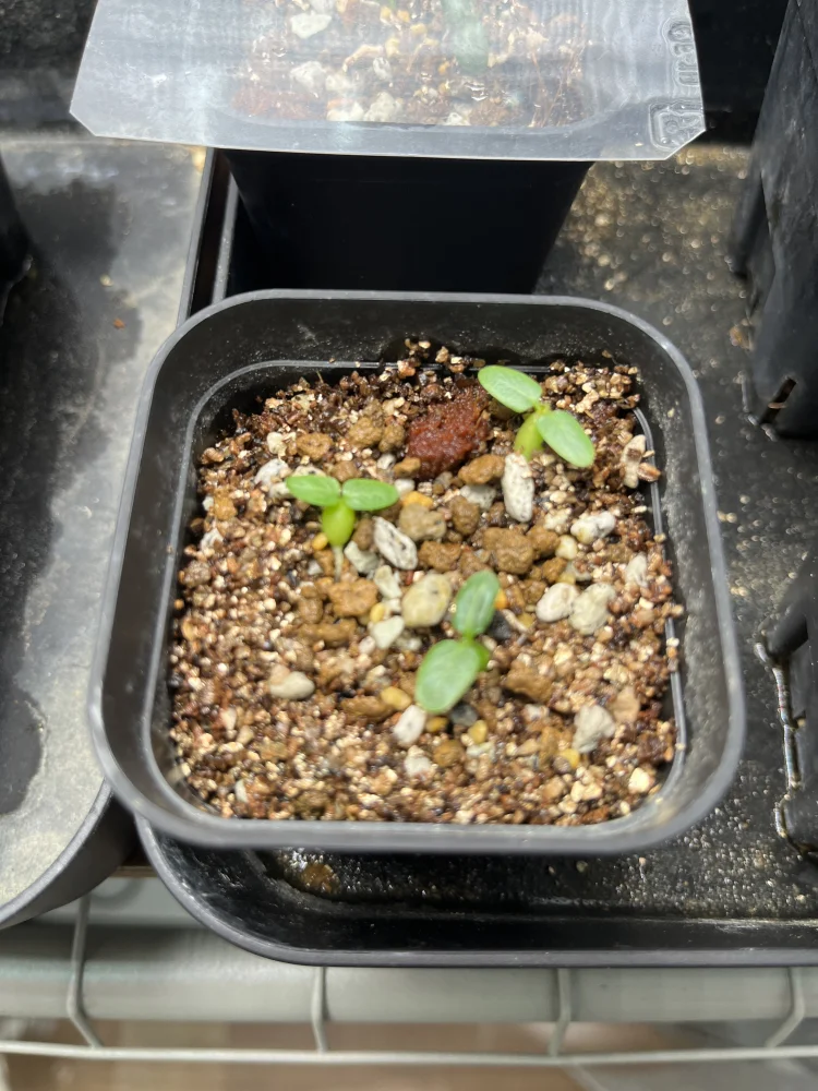 種子専門ショップ 多肉植物・塊根植物・観葉植物 - SEEDSTOCK