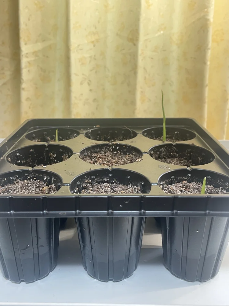 モンステラ タウエリー