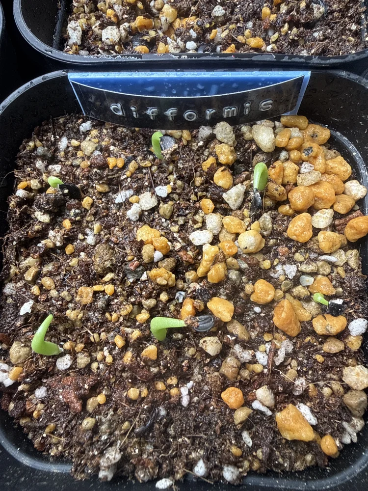 Agave difformis (アガベ ディフォルミス)