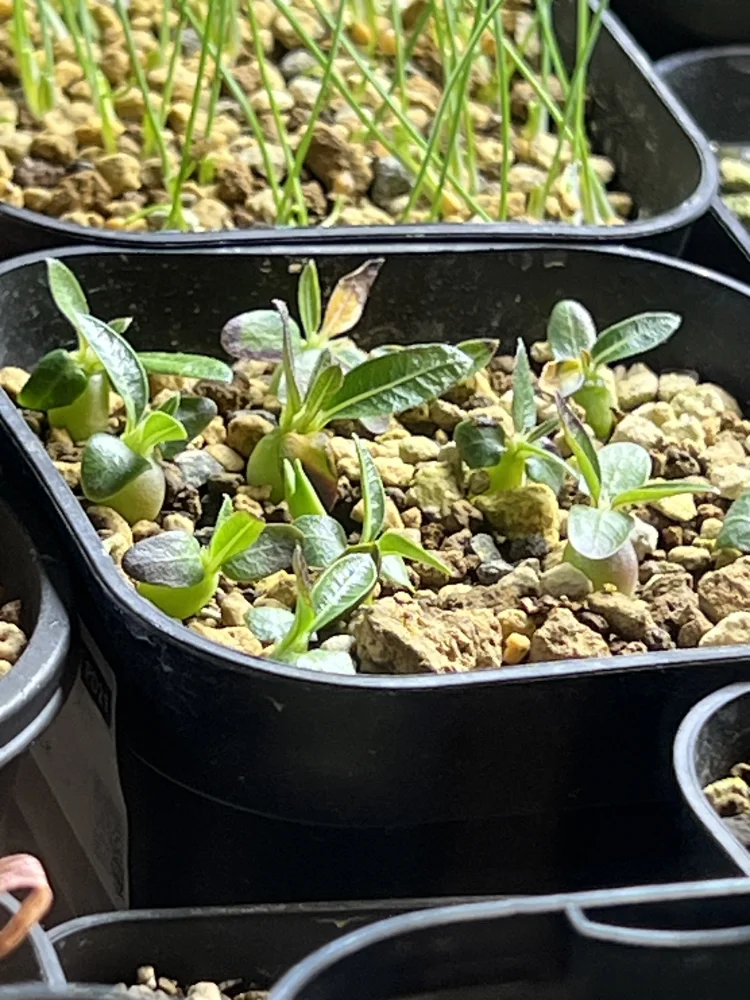 Pachypodium rosulatum subsp. makayense (パキポディウム マカイエンセ)