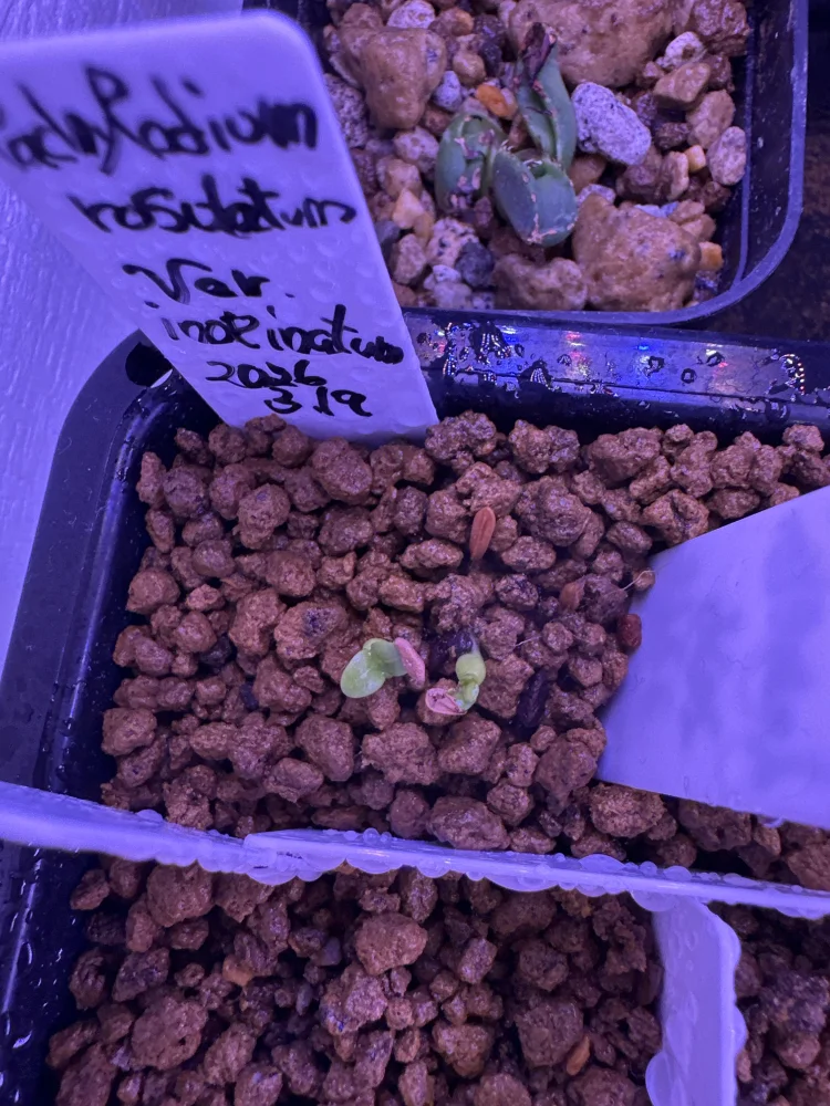 Pachypodium rosulatum var. inopinatum ([プレゼント種子 3月22日まで] パキポディウム イノピナツム)