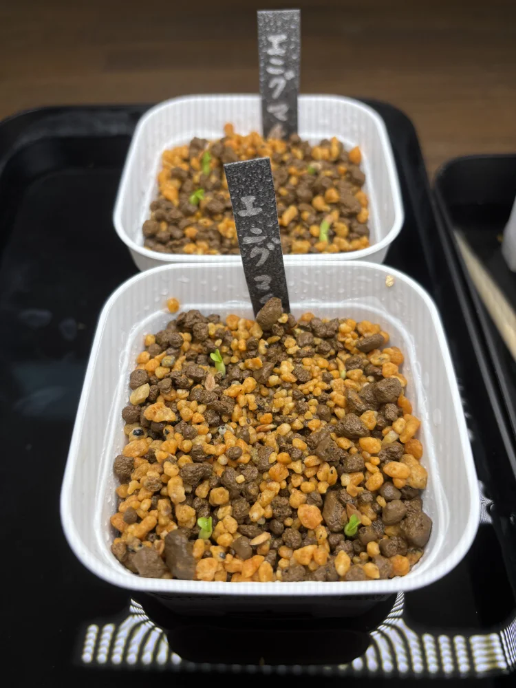 Pachypodium enigmaticum (パキポディウム エニグマチカム)