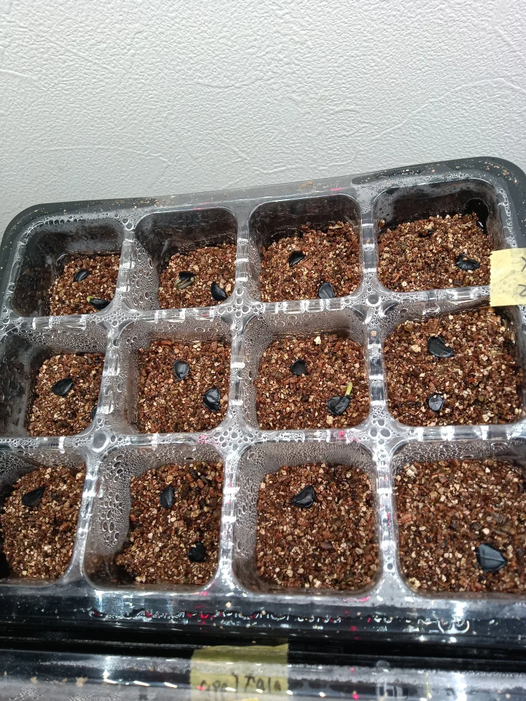 Agave ([プレゼント種子])