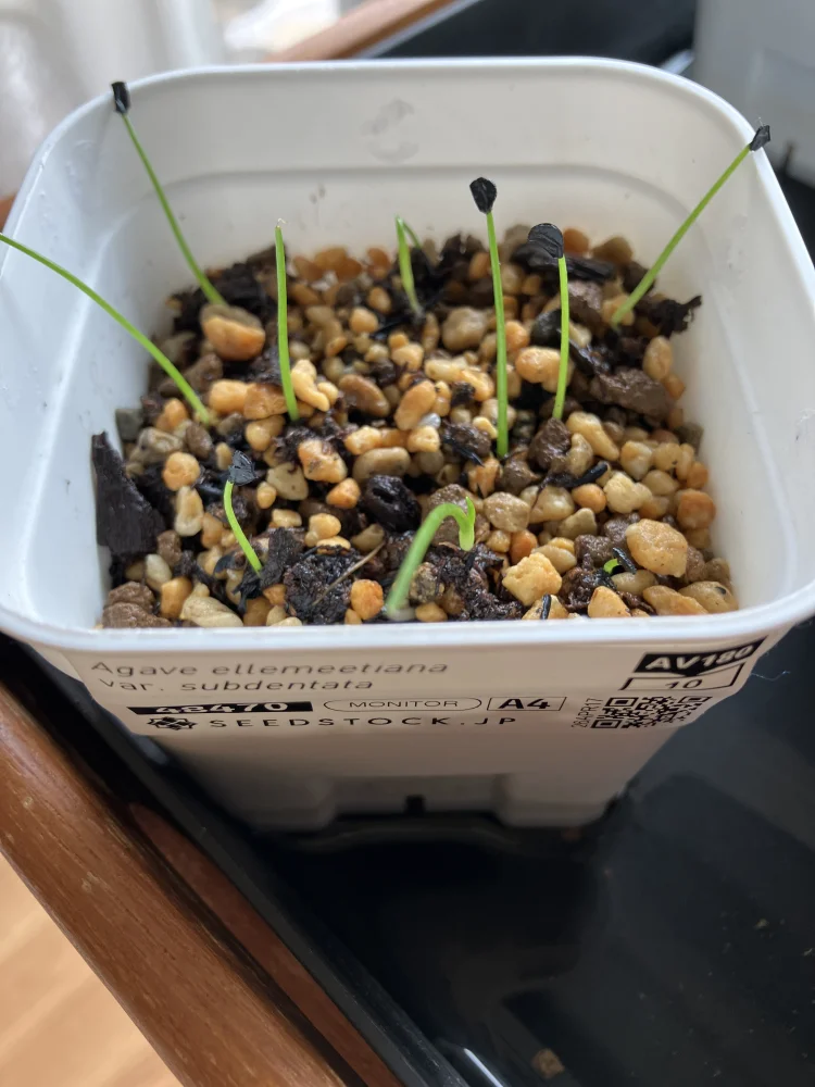 アガベ エレミーティアナサブデンタータ Agave ellemeetiana var. subdentata