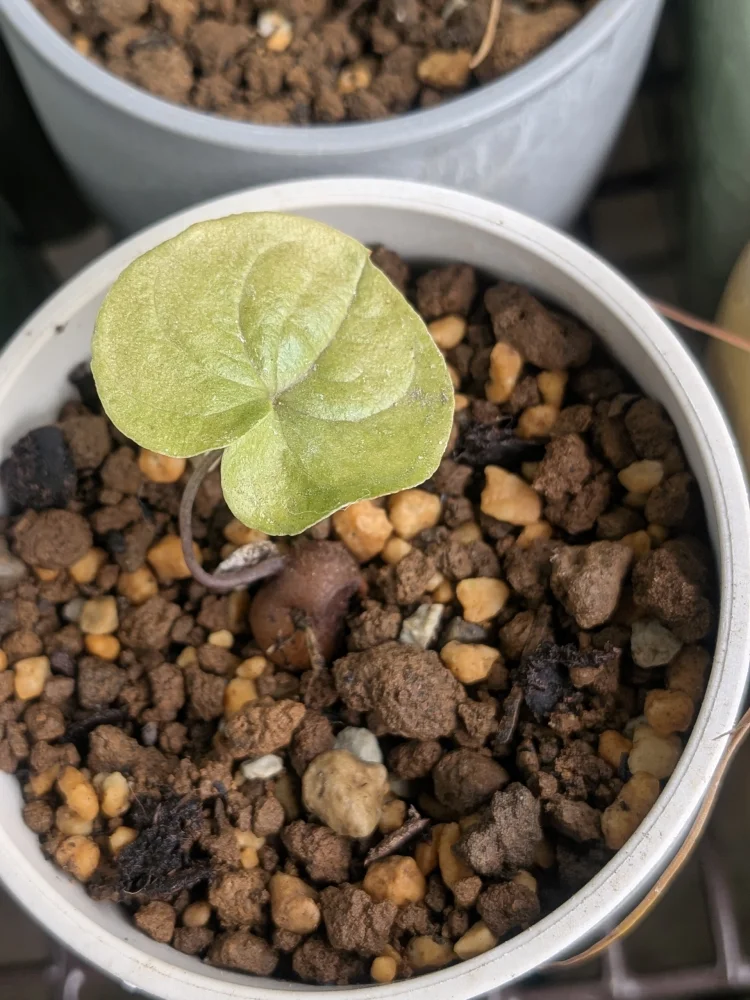 Dioscorea elephantipes (ディオスコレア エレファンティペス)