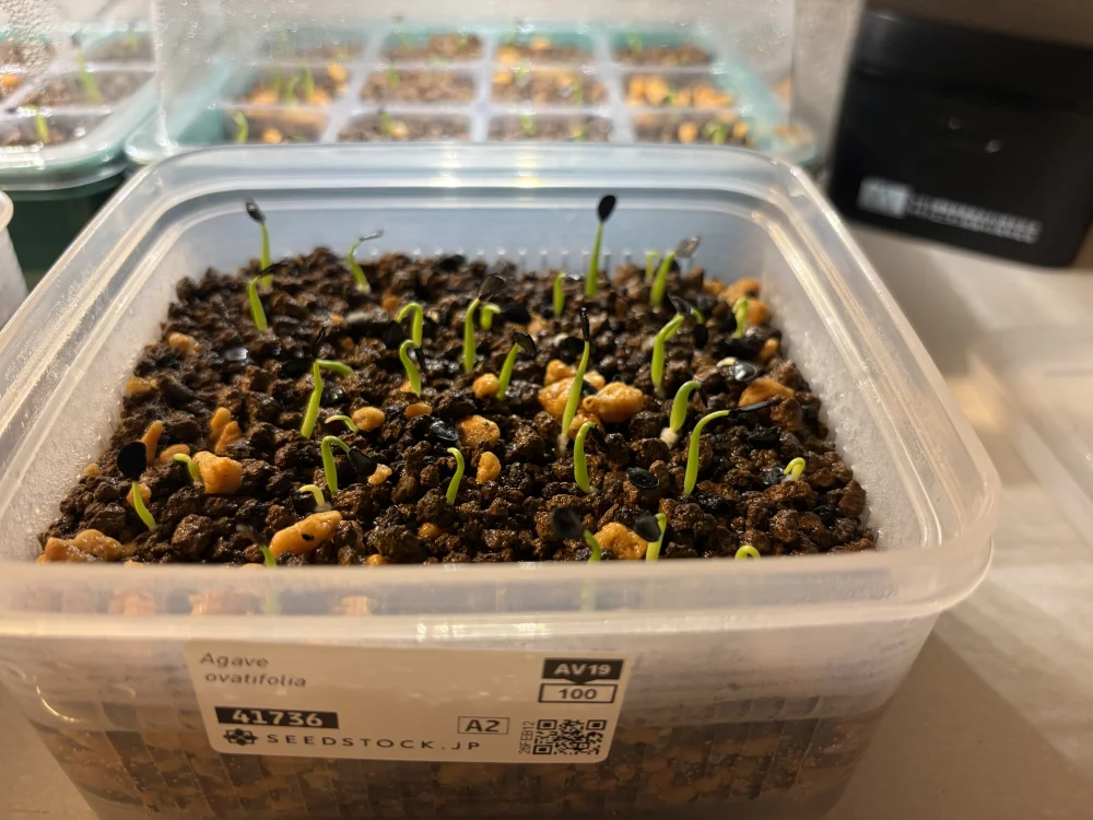 Agave ovatifolia (アガベ オバティフォリア)