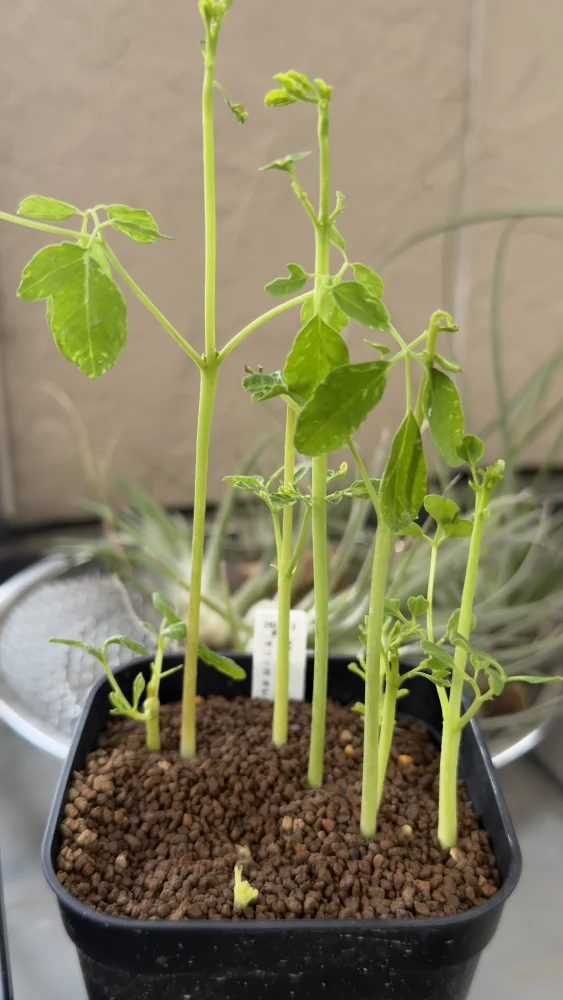 Moringa oleifera (モリンガ オレイフェラ)