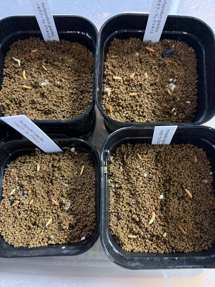 パキポディウム グラキリス Lot.2025H Pachypodium rosulatum var. gracilius Lot.2025H