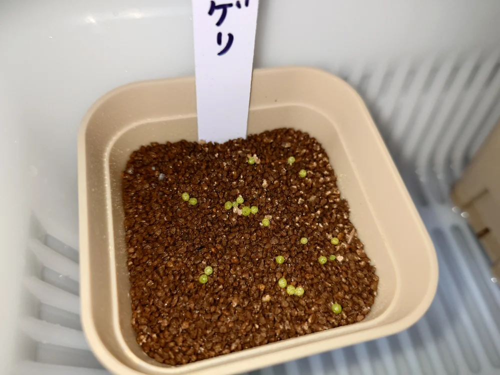 Conophytum burgeri (コノフィツム ブルゲリ)