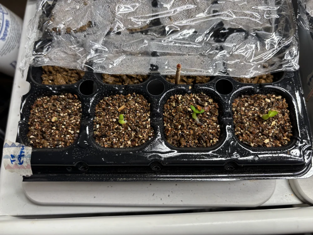 Pachypodium rosulatum var. inopinatum (パキポディウム イノピナツム)