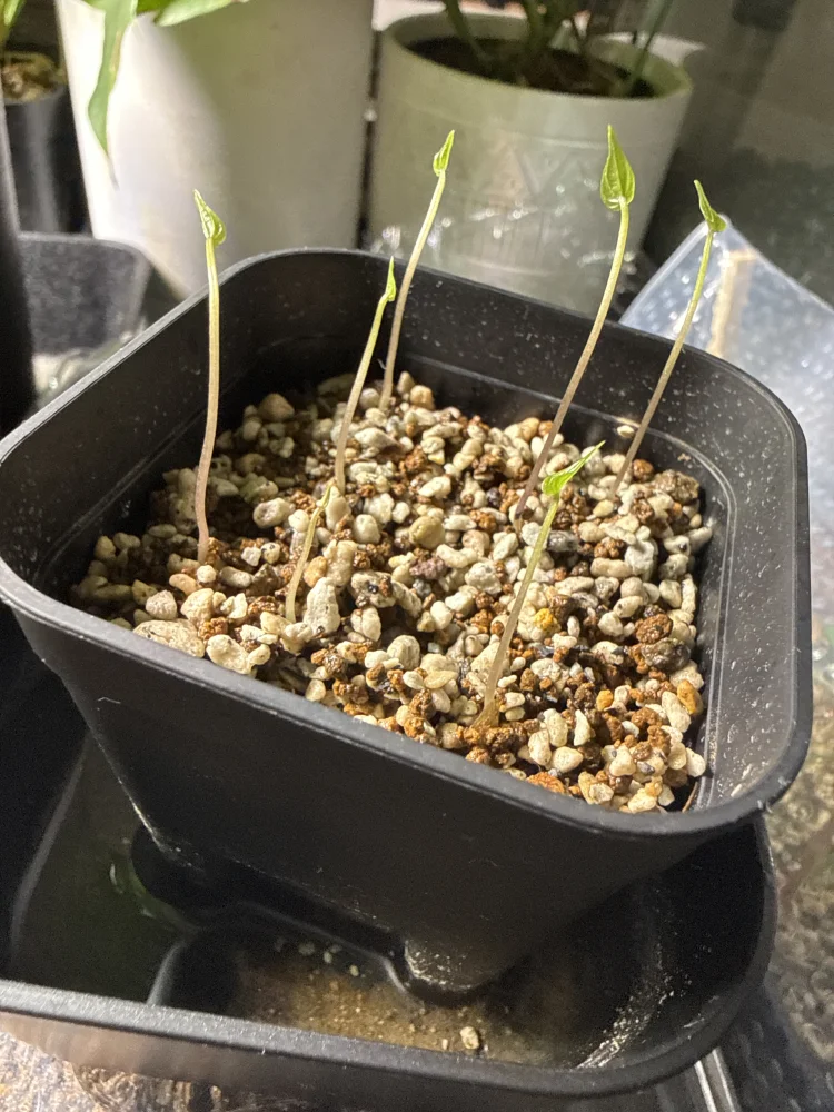 Dioscorea sylvatica (ディオスコレア シルバティカ)