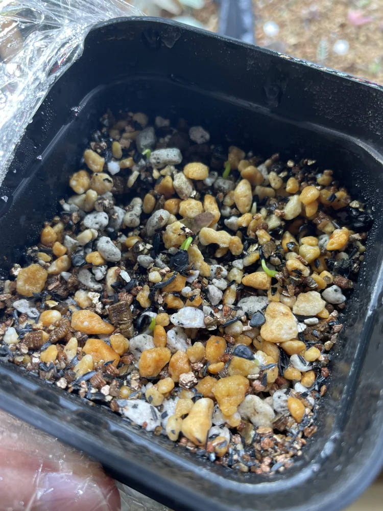 Agave utahensis var. eborispina 'Hayford' (アガベ エボリスピナ ヘイフォード)