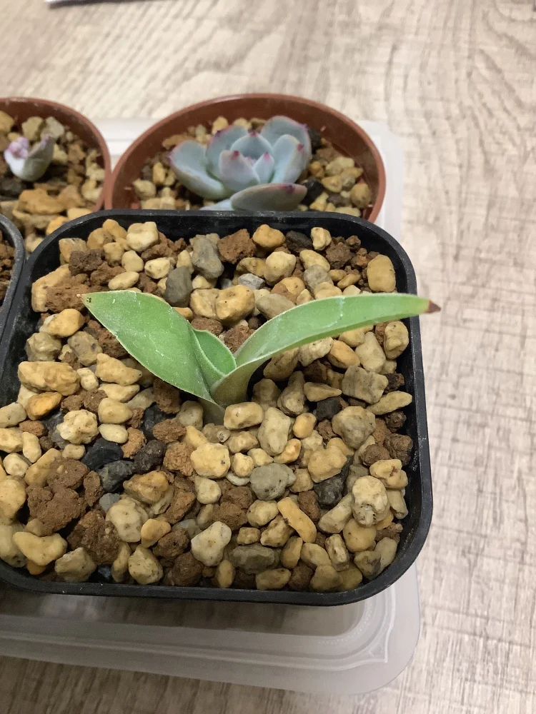 Agave macroacantha (アガベ マクロアカンサ)