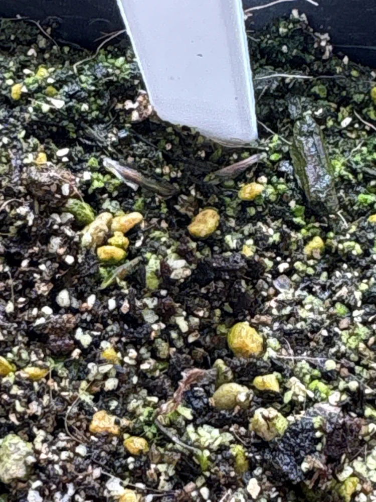 Fouquieria columnaris (フォークイエリア コルムナリス 観峰玉)