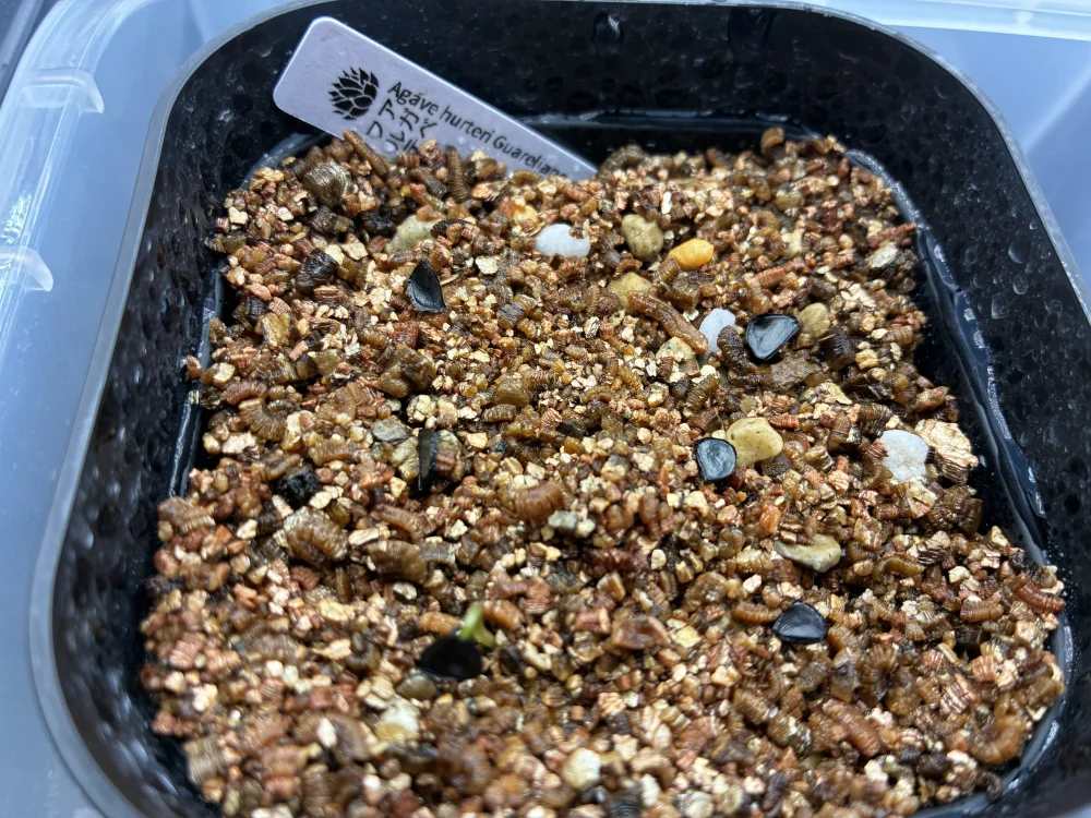 アガベ フルテリ ガレリアーノ Agave hurteri Guareliano
