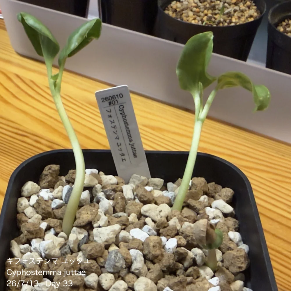 Cyphostemma juttae (キフォステンマ ユッタエ)