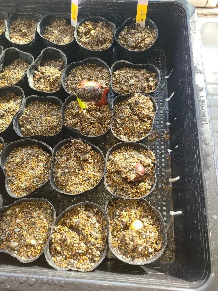 Afzelia quanzensis (アフゼリア クアンゼンシス)