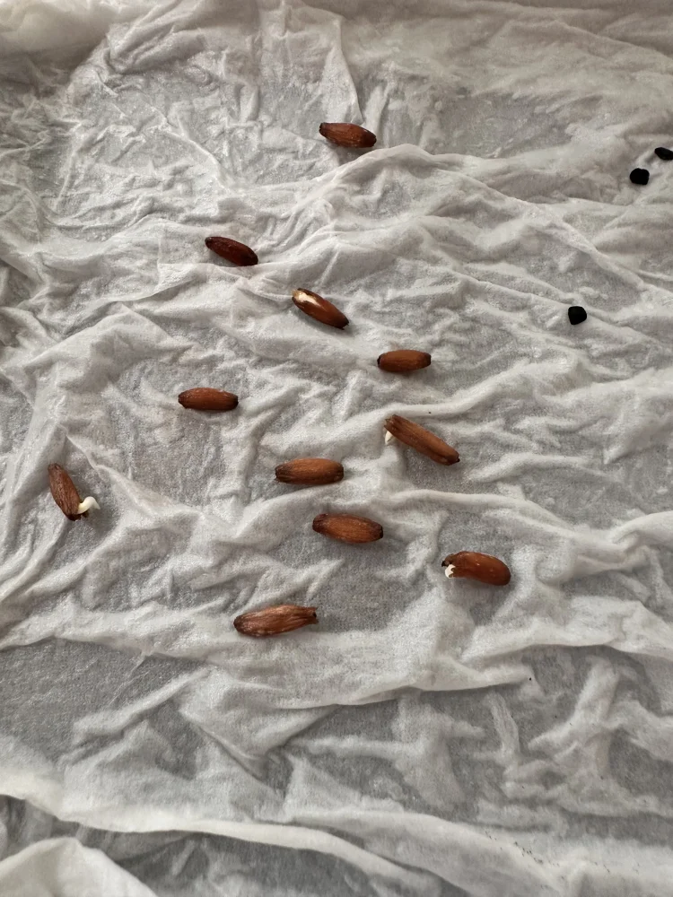 Adenium arabicum Yemen (アデニウム アラビカム イエメン)