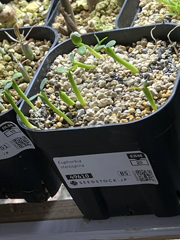 ユーフォルビア ステリスピナ Euphorbia stellispina