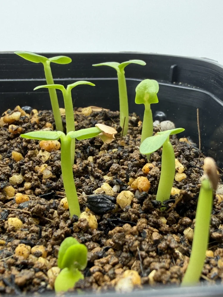 Pachypodium rosulatum subsp. makayense (パキポディウム マカイエンセ)