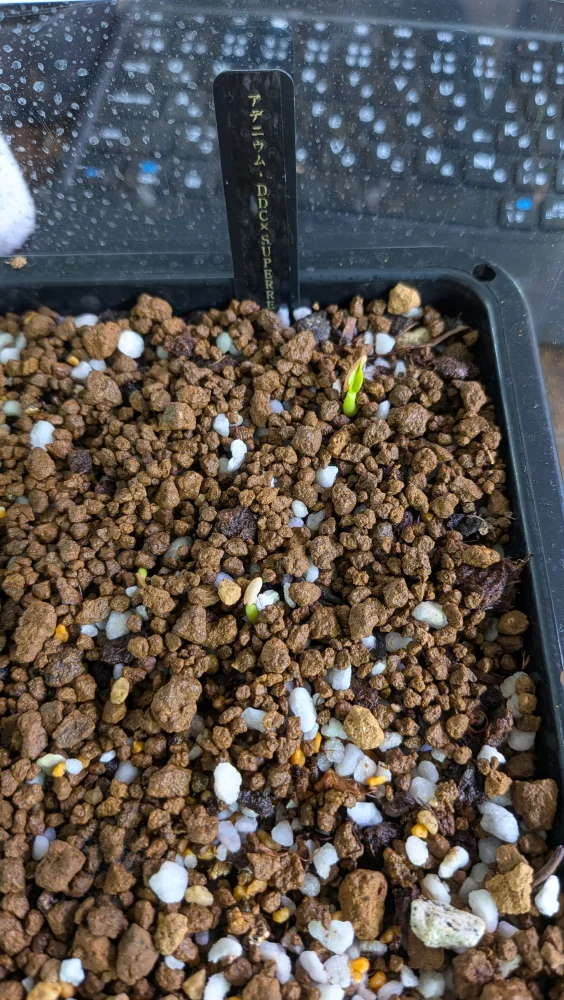 アデニウム Adenium DDC X Super red｜レア品種 塊根植物 発芽しやすい