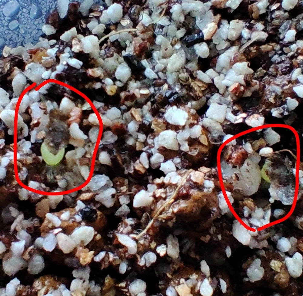 Haworthia pumila (ハオルチア プミラ)