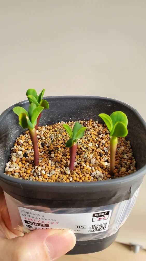 Euphorbia guillauminiana (ユーフォルビア ギラウミニアナ)