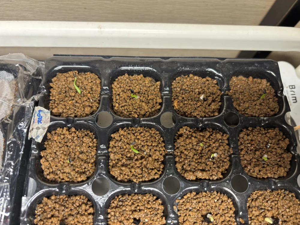 Agave utahensis var. eborispina (アガベ エボリスピナ)