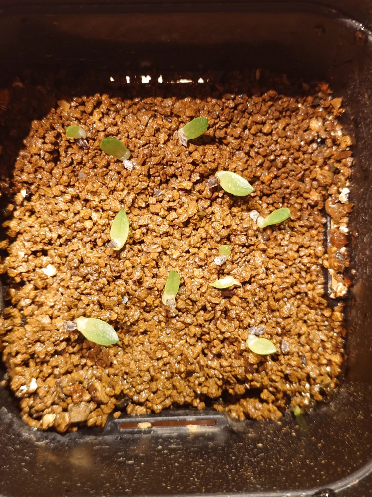 Aloe rauhii (アロエ ラウヒー)