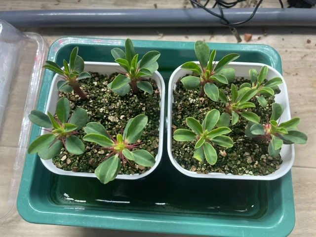 20日目