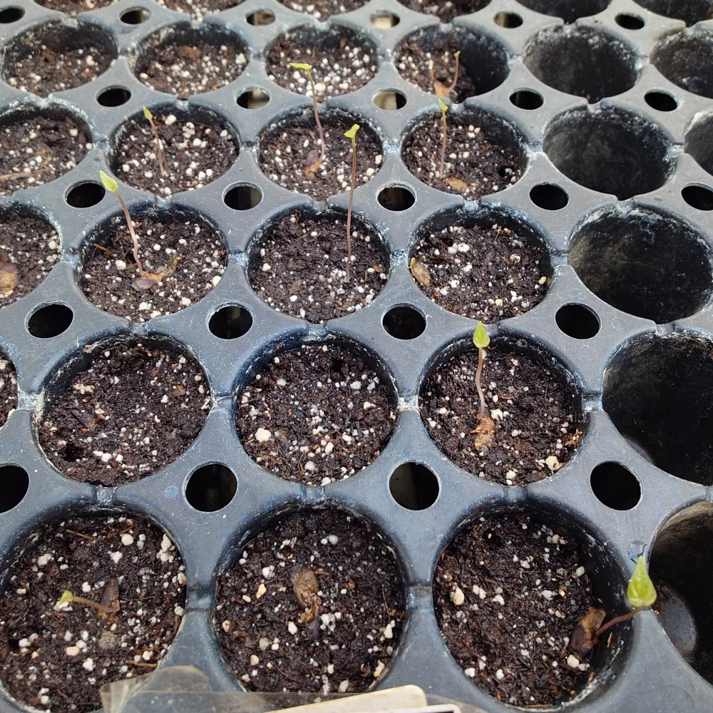 Dioscorea sylvatica (ディオスコレア シルバティカ)