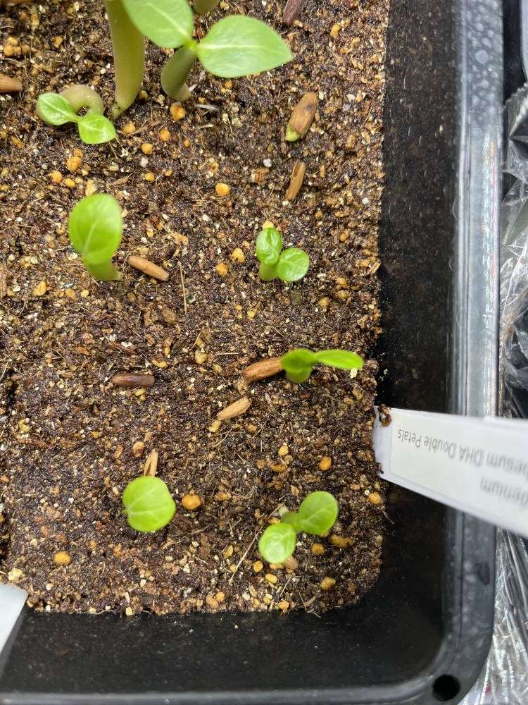 アデニウム オベスム DHA Double Petals Adenium obesum DHA Double Petals｜レア塊根植物