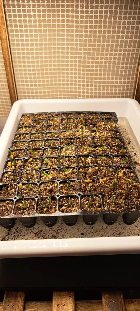 Agave utahensis var. eborispina (アガベ エボリスピナ)